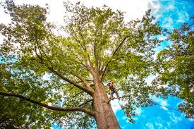 Reliable Avon Park, FL Tree Care  Solutions