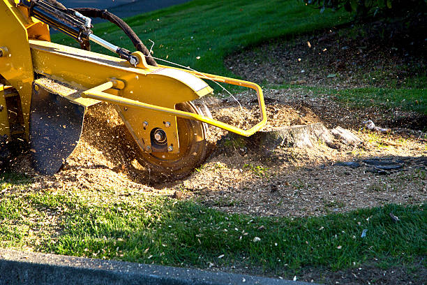 How Our Tree Care Process Works  in  Avon Park, FL